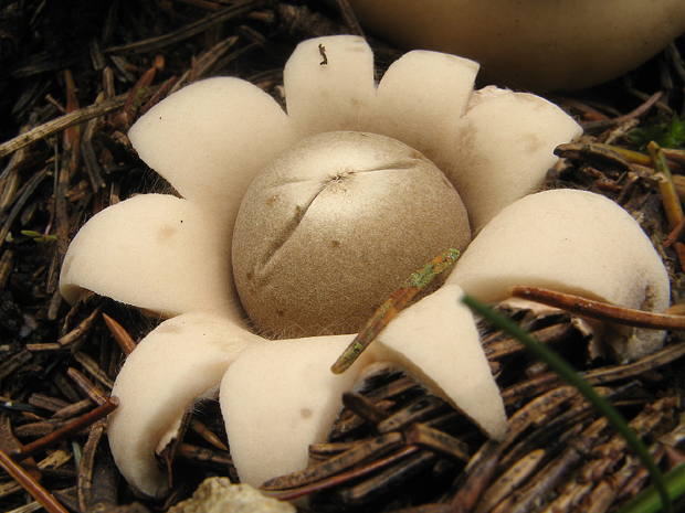 hviezdovka strapkatá Geastrum fimbriatum Fr.