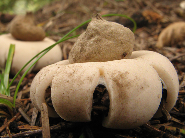 hviezdovka strapkatá Geastrum fimbriatum Fr.