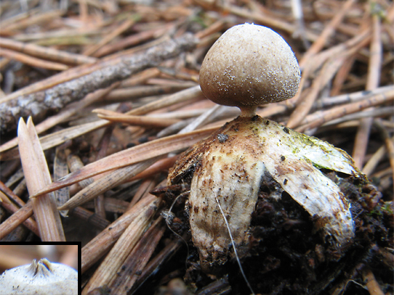 hviezdovka malá Geastrum minimum Schwein.