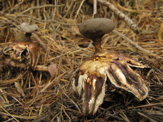 hviezdovka dlhokrčková Geastrum pectinatum Pers.