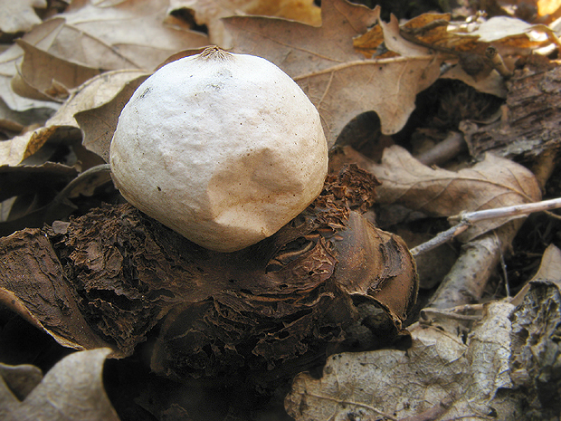 hviezdovka Geastrum sp.