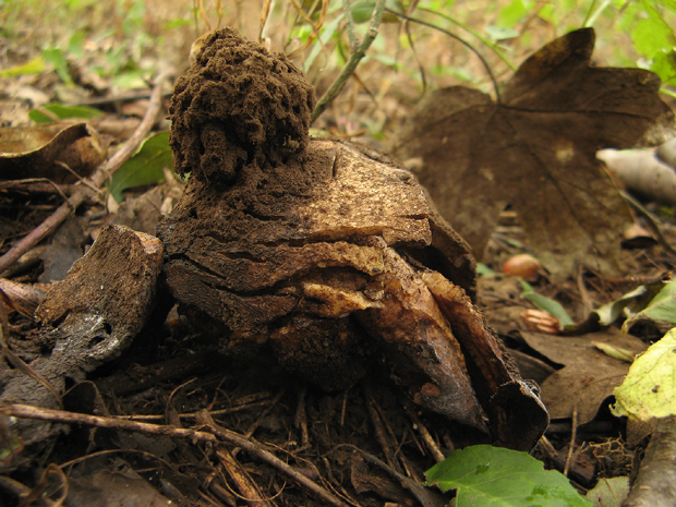 hviezdovka Geastrum sp.