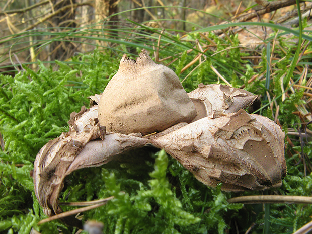 hviezdovka Geastrum sp.