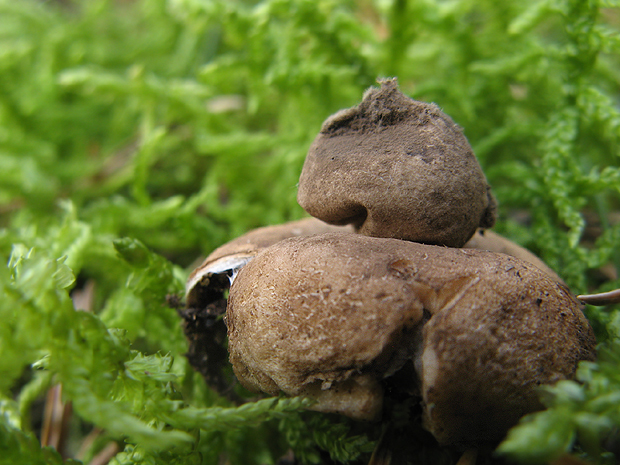 hviezdovka Geastrum sp.