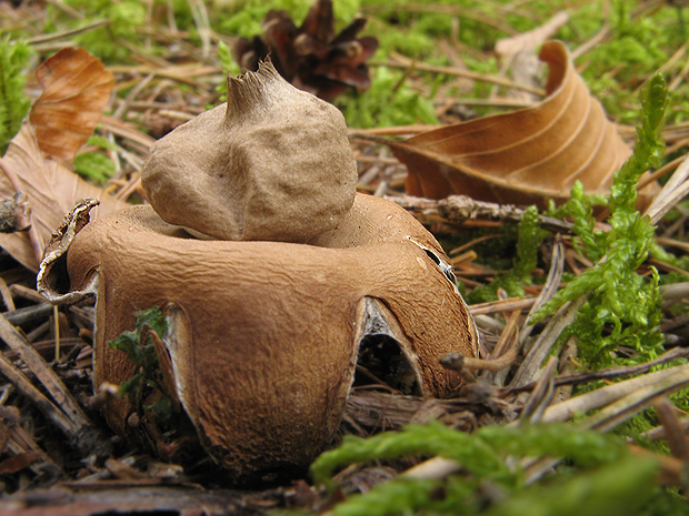 hviezdovka Geastrum sp.