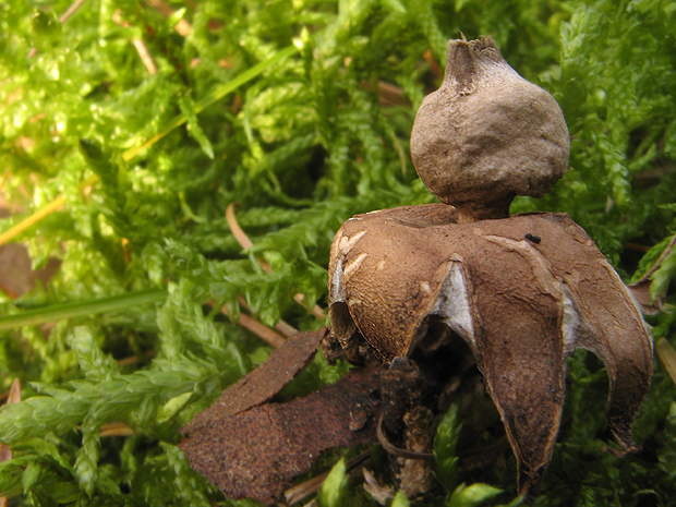 hviezdovka golierikovitá Geastrum striatum DC.