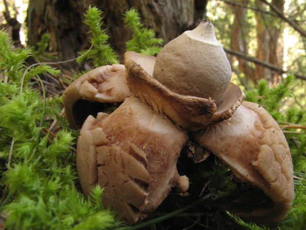 hviezdovka trojitá Geastrum triplex Jungh.