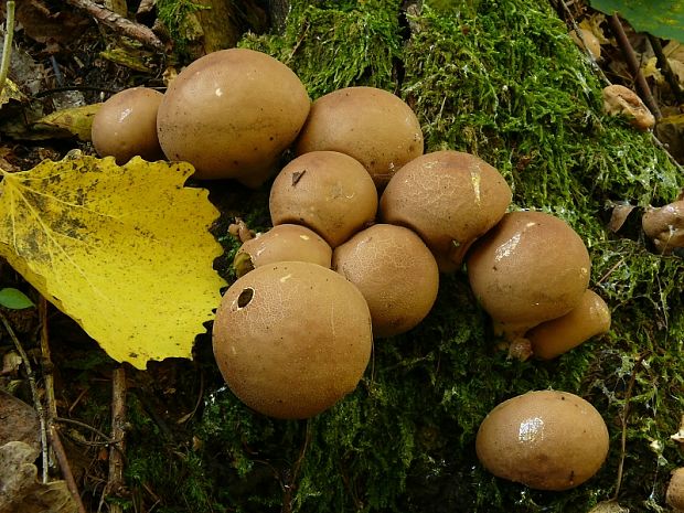 pýchavka hruškovitá -  Prášnica hruškovitá Lycoperdon pyriforme  Schaeff.