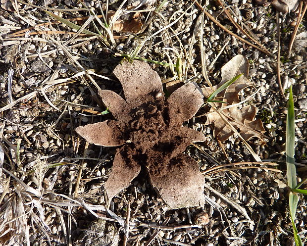 škárka kožovitá Mycenastrum corium (Guers.) Desv.