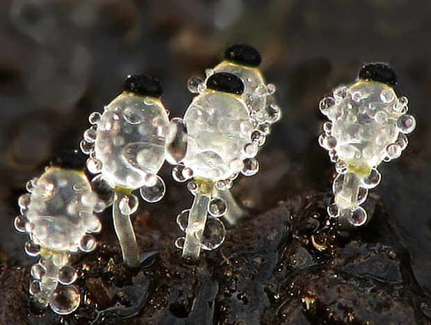 mrštec jagavý Pilobolus crystallinus (F.H. Wigg.) Tode