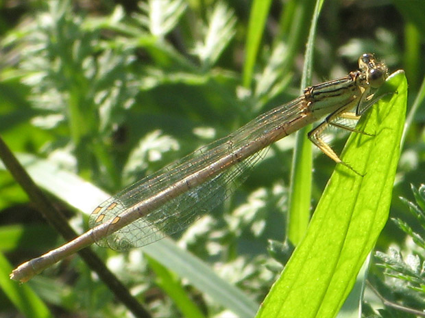 šidielko ploskonohé Platycnemis pennipes