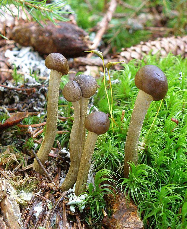 žezlovka Rouxova Tolypocladium rouxii (Cand.) C.A. Quandt, Kepler & Spatafora