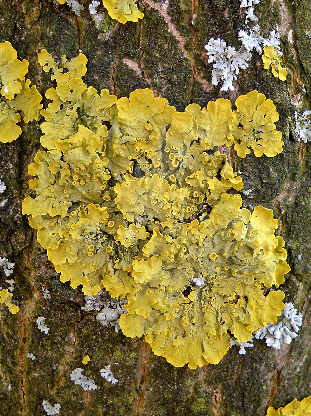 diskovník múrový Xanthoria parietina var. parietina