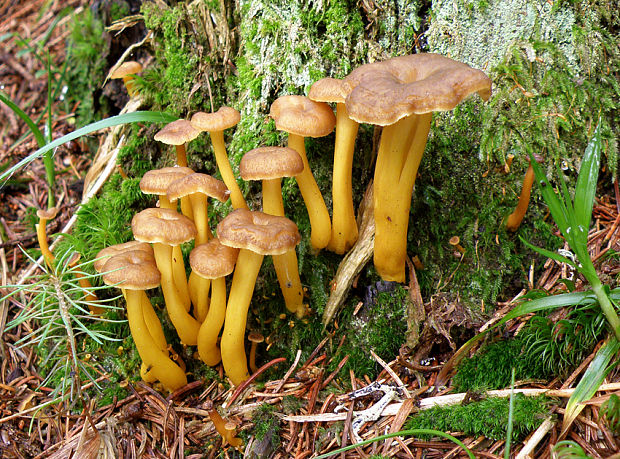 kuriatko žltohnedé Cantharellus lutescens Fr.