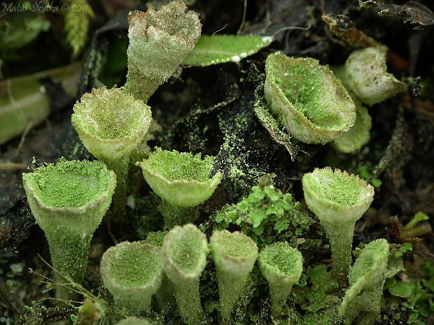 dutohlávka riasnatá Cladonia fimbriata (L.) Fr.