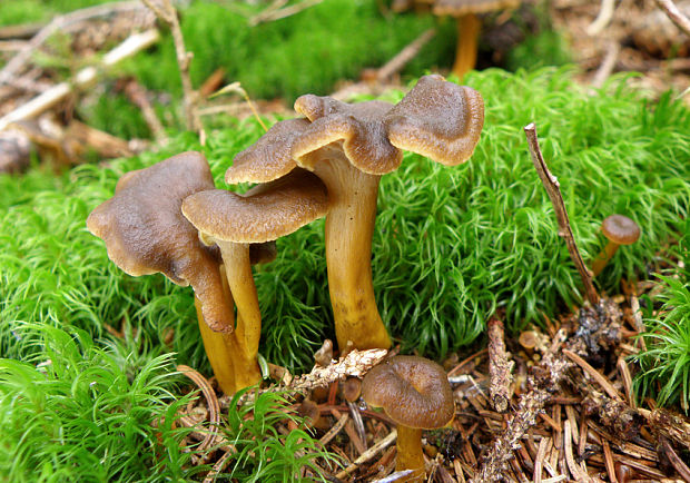 kuriatko lievikovité Craterellus tubaeformis (Fr.) Quél.