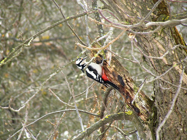 ďateľ veľký Dendrocopos major