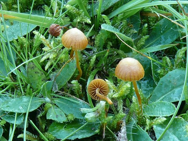 čepičatka mechová - Kapucňovka machová Galerina hypnorum (Schrank) Kühner