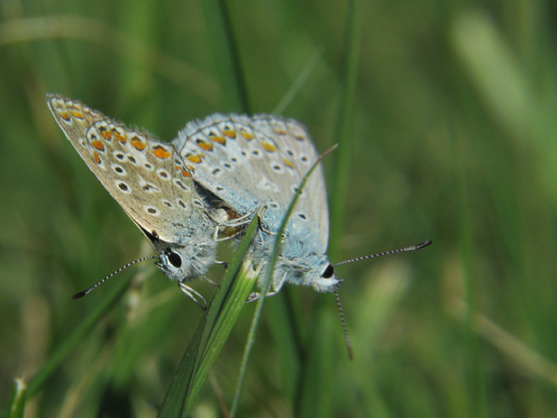 modráčik obyčajný Polyommatus icarus