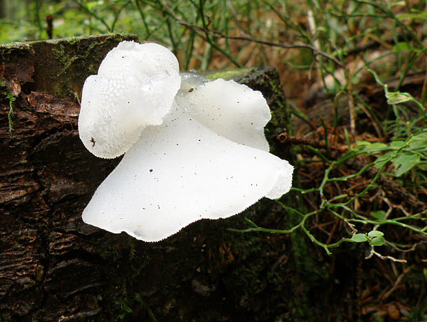 pajelenka želatínová Pseudohydnum gelatinosum (Scop.) P. Karst.