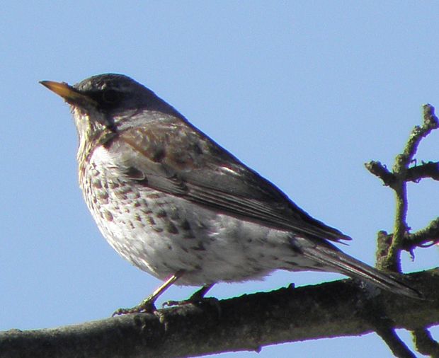 drozd čvíkotavý Turdus pilaris