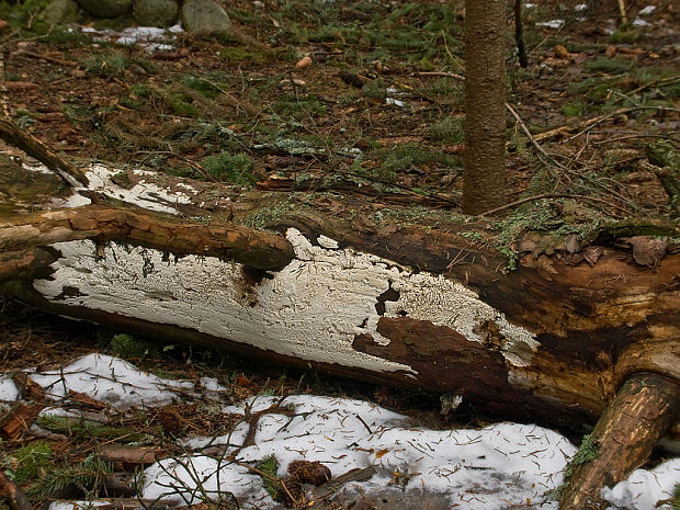 trúdnikovček žltý Antrodia xantha (Fr.) Ryvarden