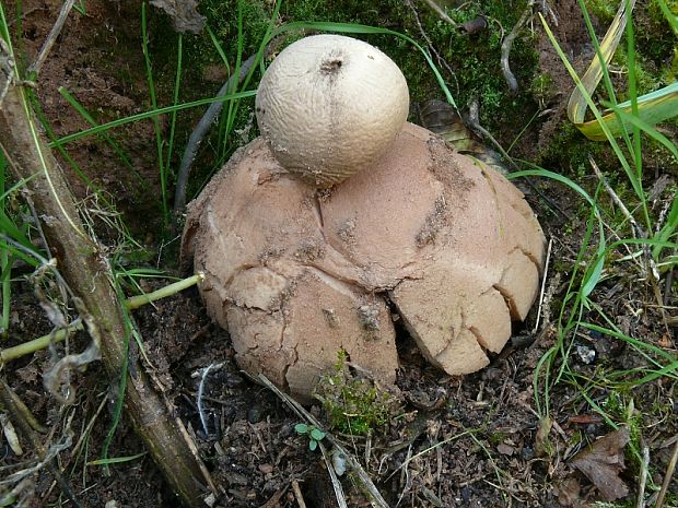 hvězdovka červenavá -  Hviezdovka červenkastá Geastrum rufescens  Pers.