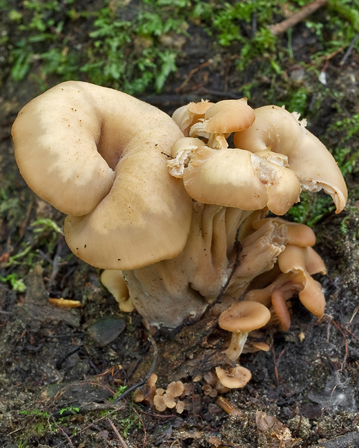 húževnatček ulitovitý Lentinellus cochleatus (Pers.) P. Karst.