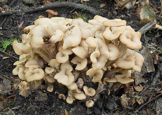 húževnatček ulitovitý Lentinellus cochleatus (Pers.) P. Karst.