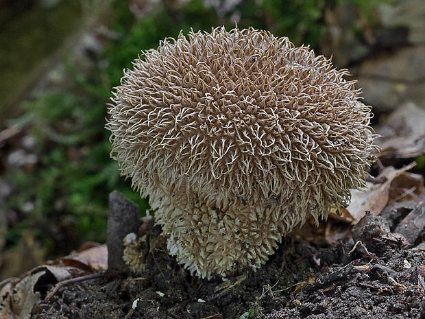 prášnica pichliačová Lycoperdon echinatum Pers.