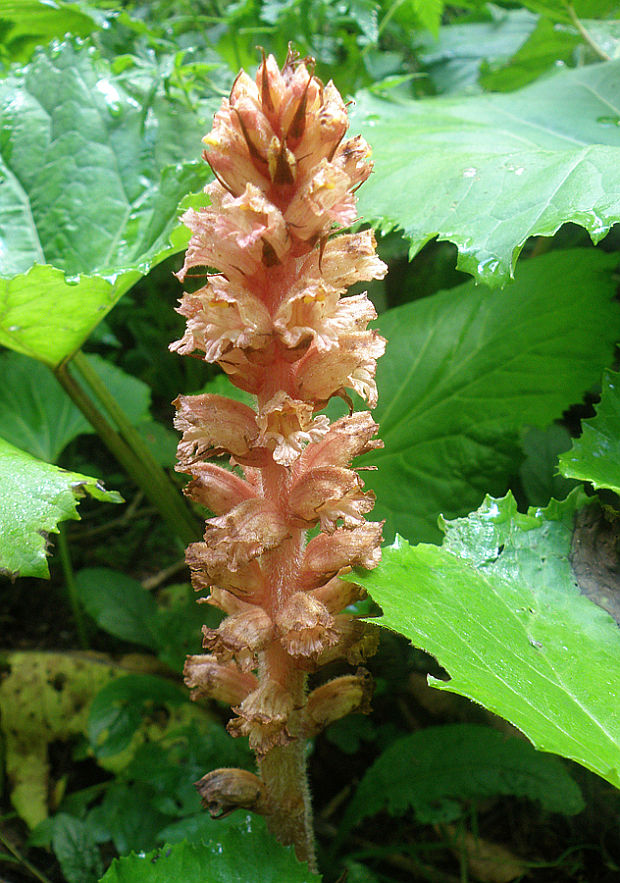 záraza červenožltá Orobanche flava F. W. Schultz