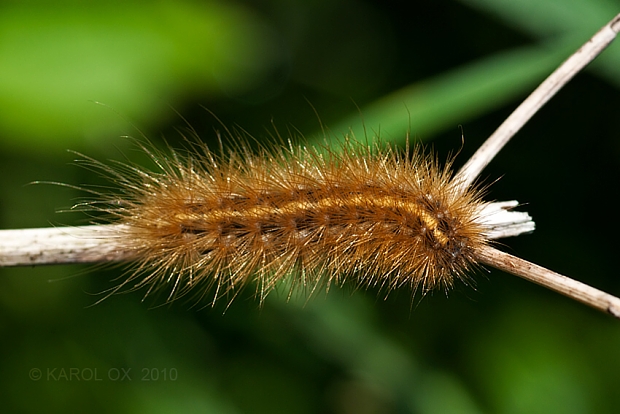 spriadač štiavcový Phragmatobia fuliginosa