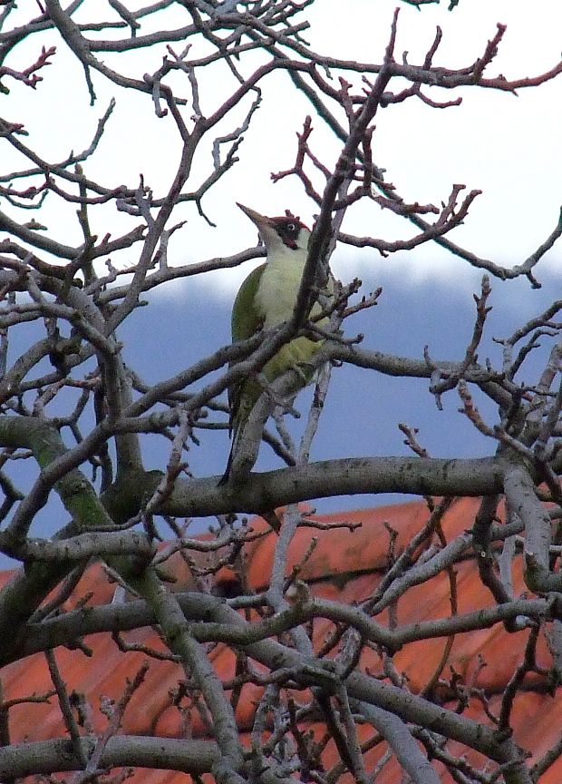 žlna zelená  Picus viridis