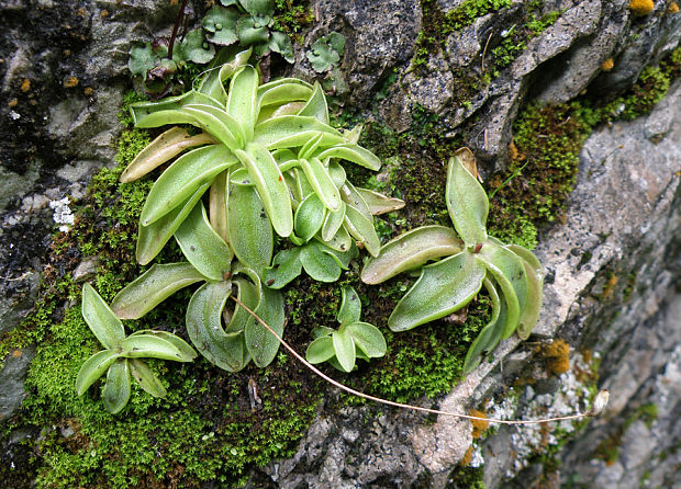 tučnica alpínska Pinguicula alpina L.