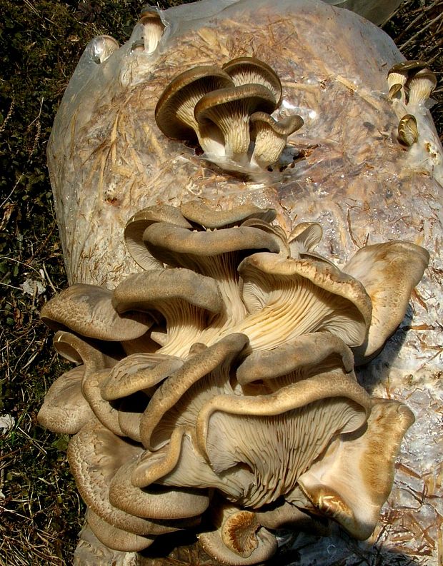 hliva do tretice Pleurotus ostreatus (Jacq.) P. Kumm.