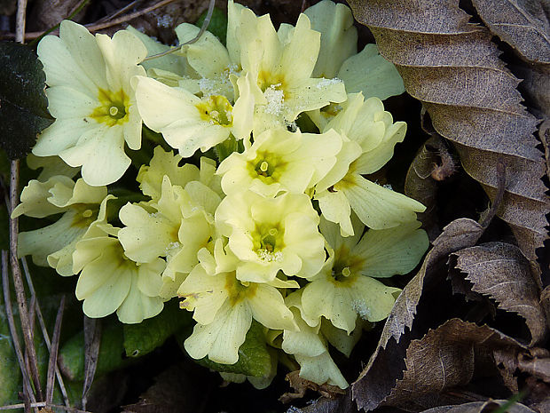 prvosienka bezbyľová Primula acaulis (L.) L.