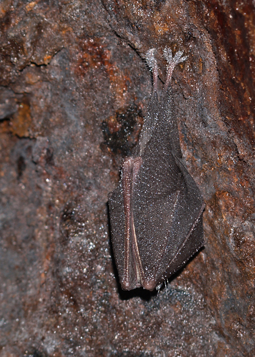 podkovár malý Rhinolophus hipposideros