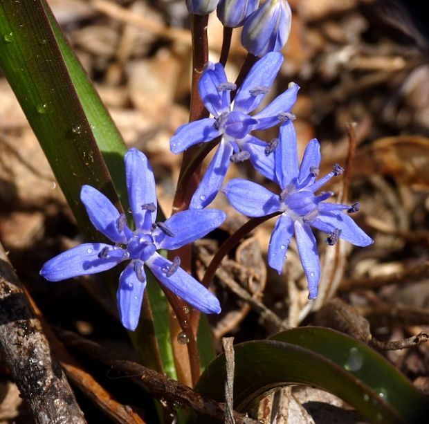 scila Scilla drunensis subsp. spetana