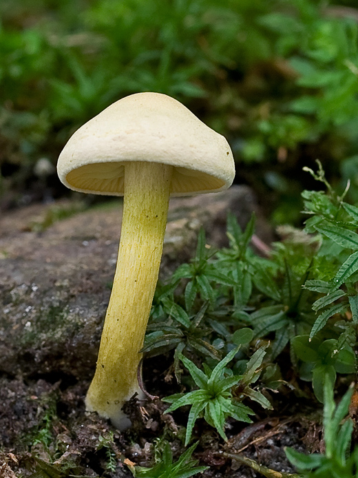 čírovka sírovožltá Tricholoma sulphureum (Bull.) P. Kumm.