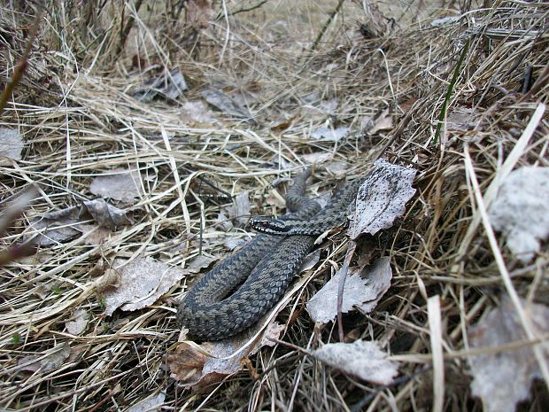 vretenica severna vipera berus