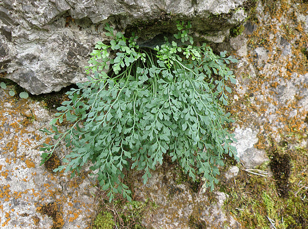 slezinník rutovitý Asplenium ruta-muraria L.