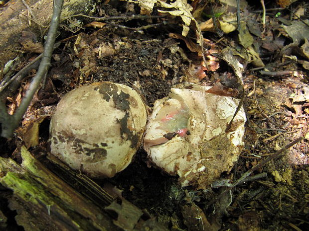 mrežovka kvetovitá Clathrus archeri (Berk.) Dring