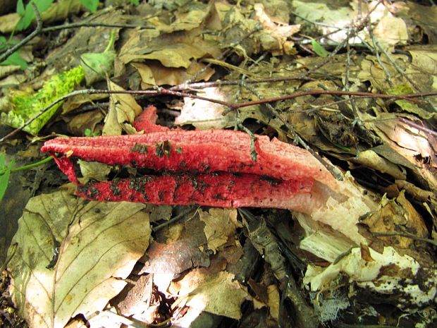 mrežovka kvetovitá Clathrus archeri (Berk.) Dring