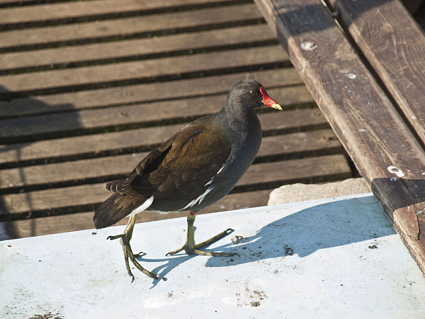 sliepočka vodná Gallinula chloropus