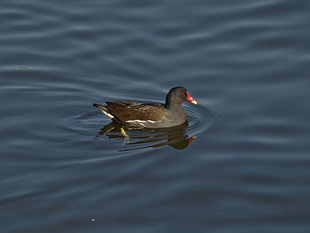 sliepočka vodná Gallinula chloropus