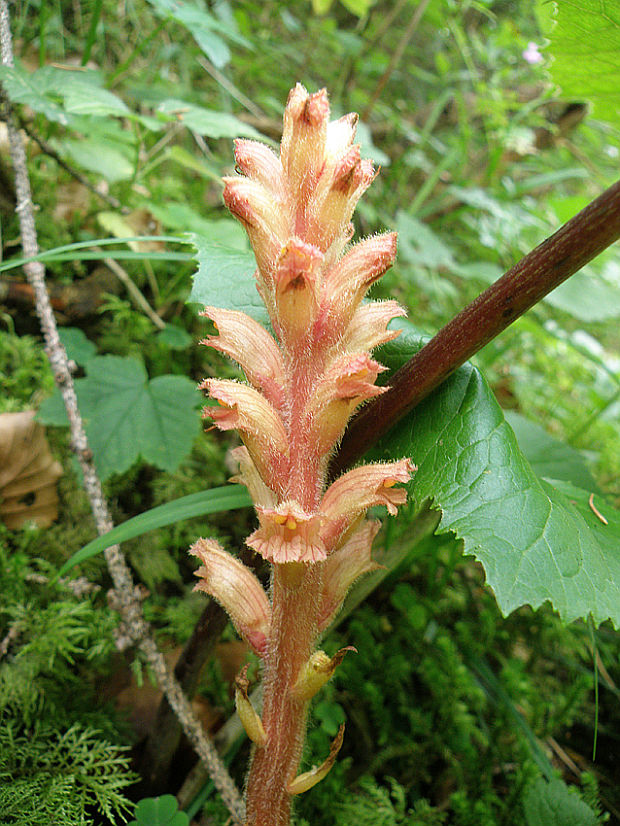 záraza červenožltá Orobanche flava F. W. Schultz