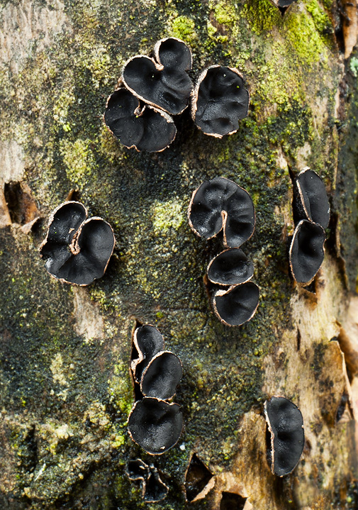 dutinovka lužná Sclerencoelia fascicularis (Alb. & Schwein.) P. Karst.