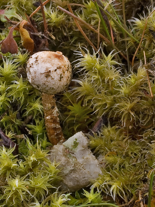 stopkovec zimný Tulostoma brumale Pers.