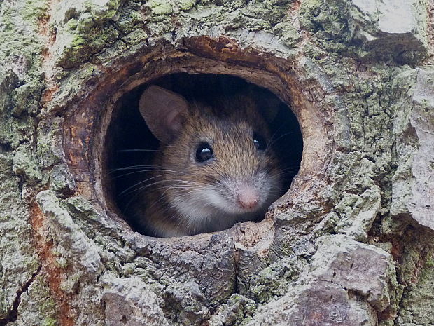 myš lesná apodemus flavicolis