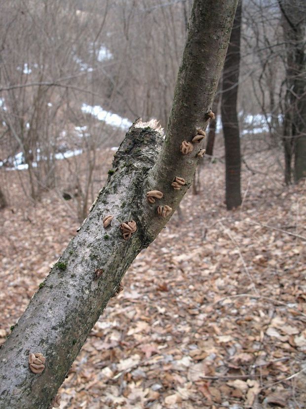 Biotop- Dutinovka otrubnatá